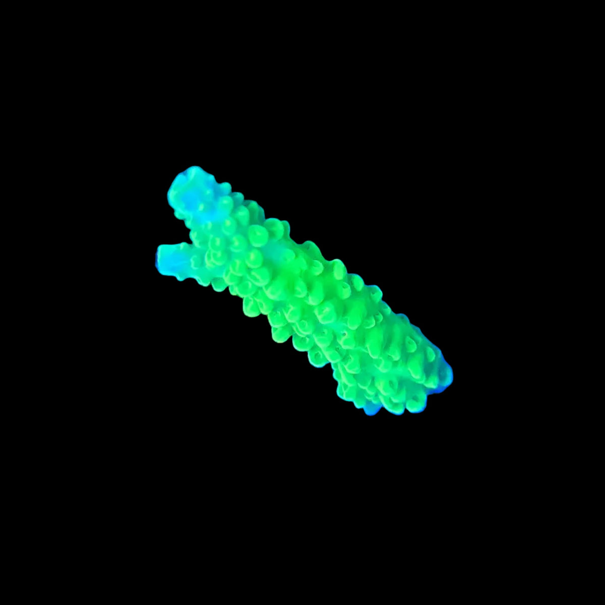Acropora