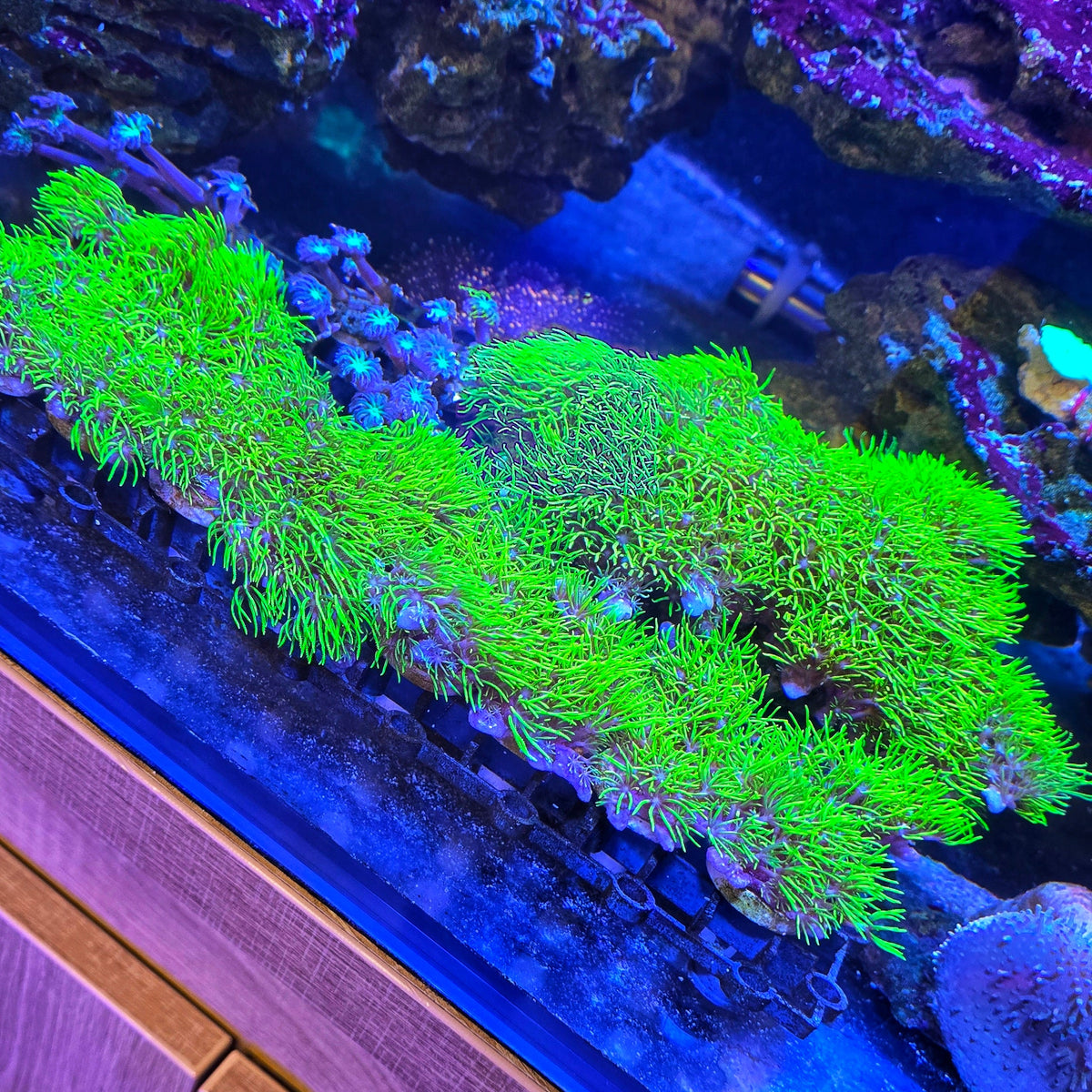 Green Star Polyps (GSP)