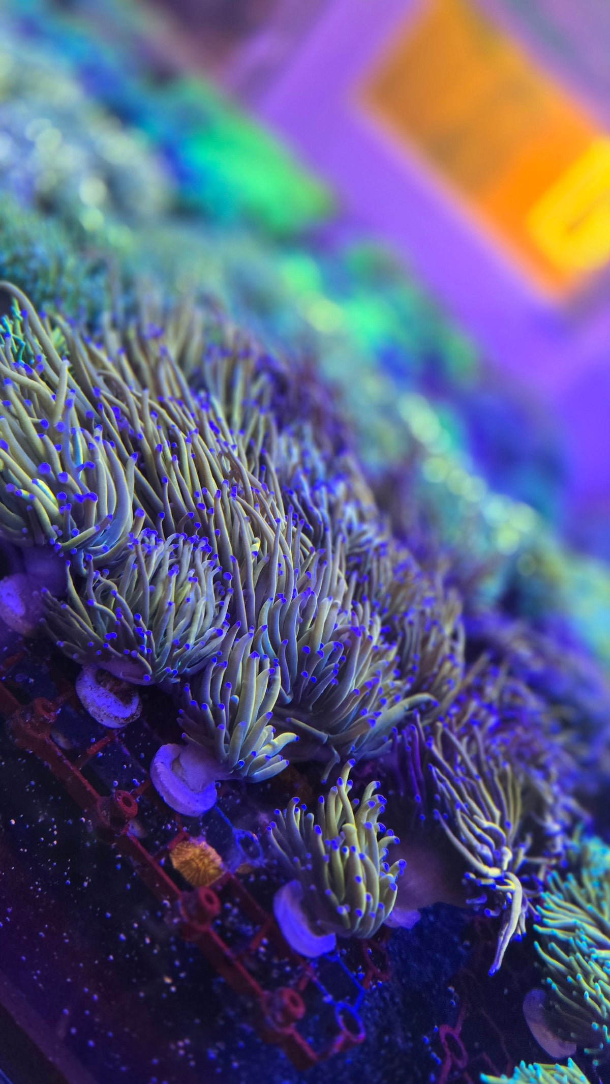 LPS Coral
