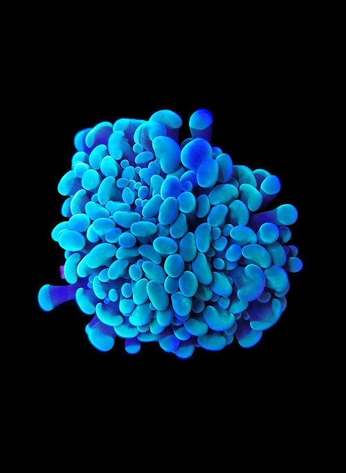 Blue coral-like structure on a black background