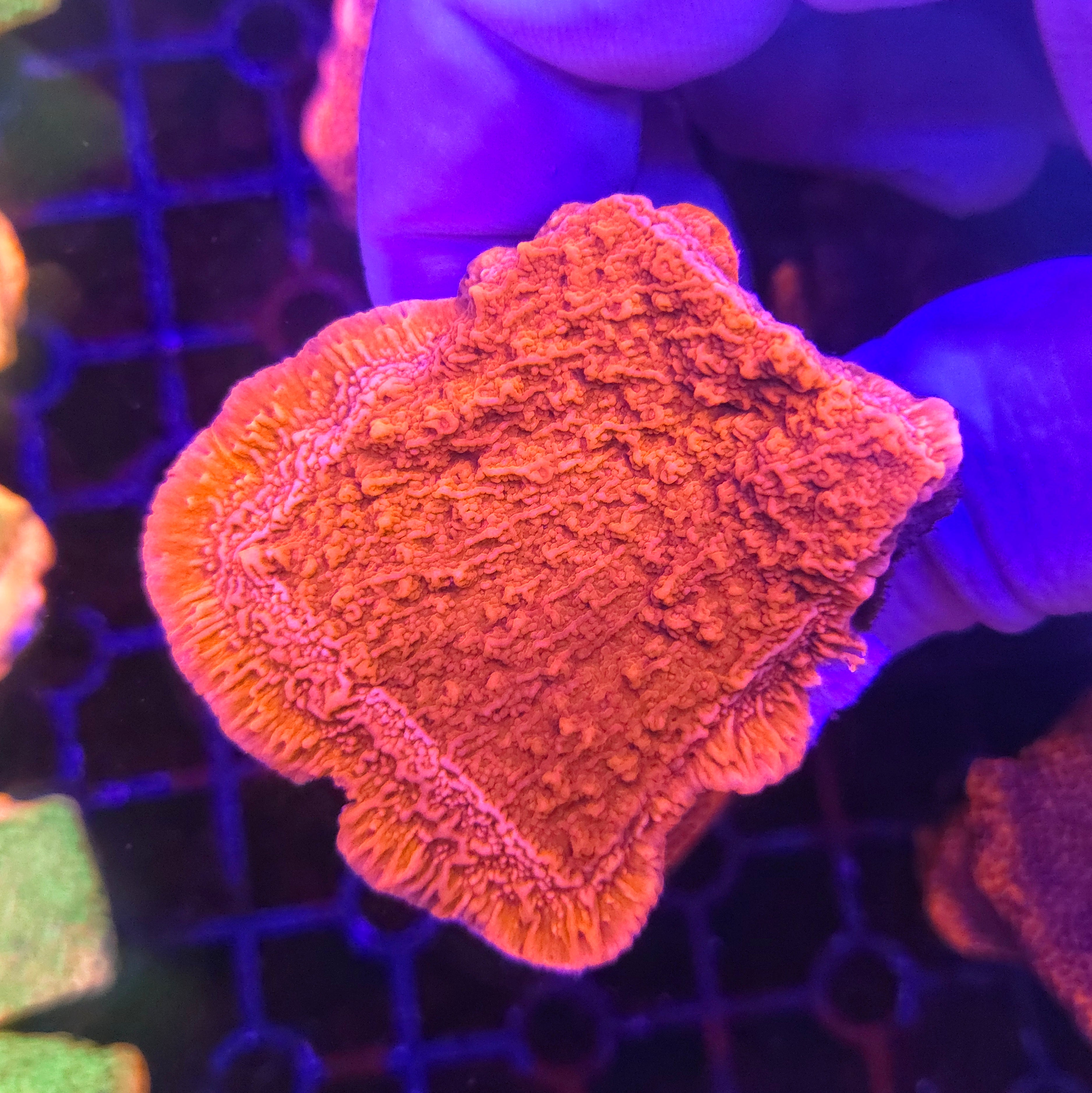 Red Plating Montipora