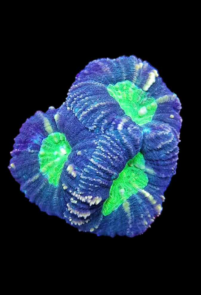 Grey/Purple With Toxic Green Lobophyllia WYSIWYG