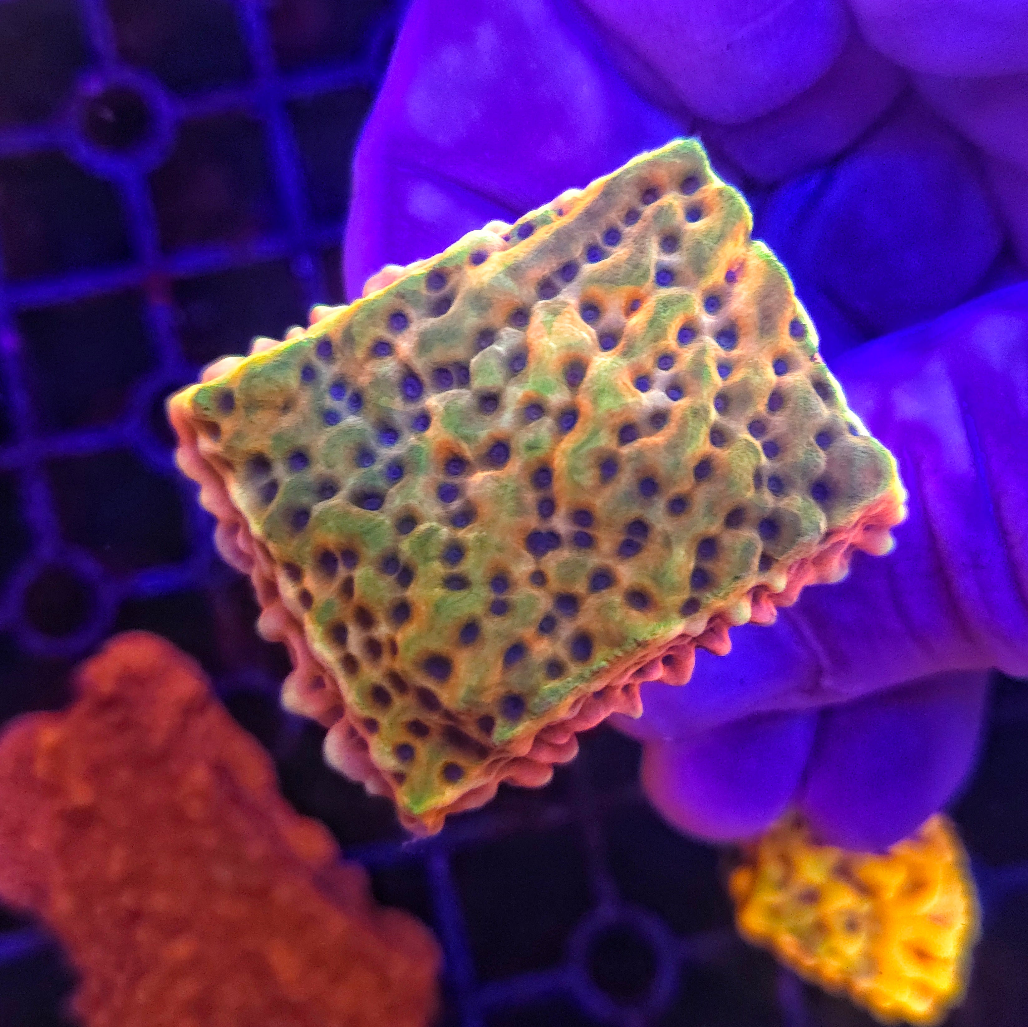 Beach Bum Montipora