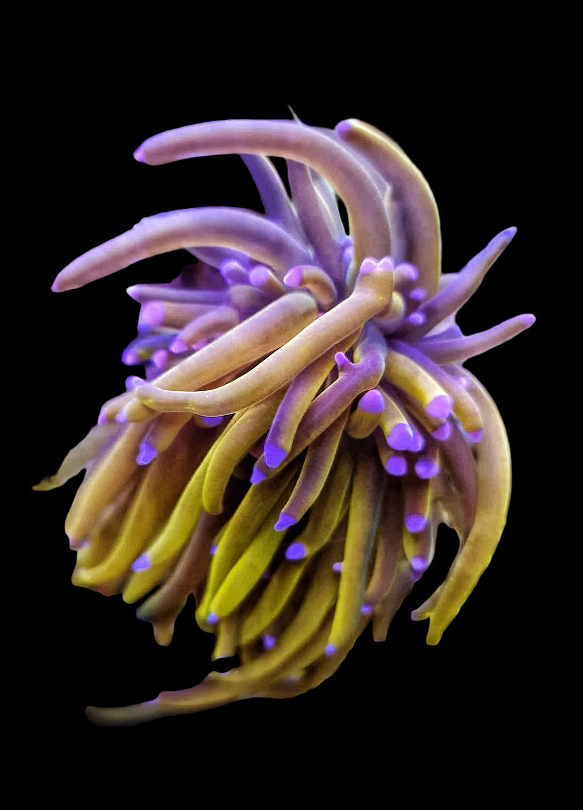 Blue Tip Gold Grail Torch