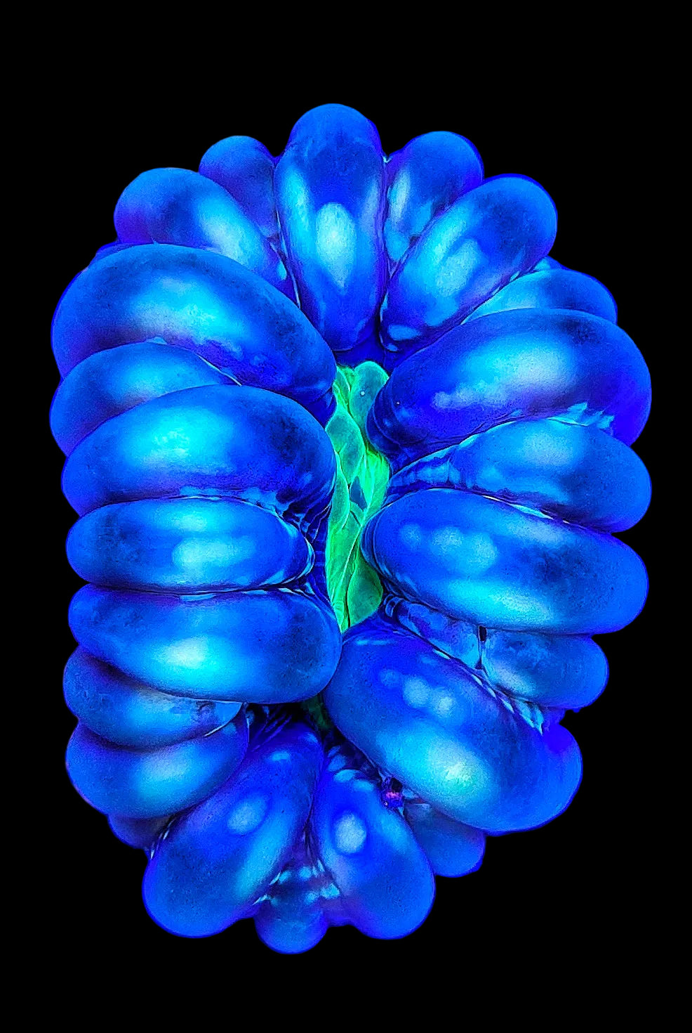 Chrome Blue/Purple With Toxic Green Mouth Cynarina WYSIWYG