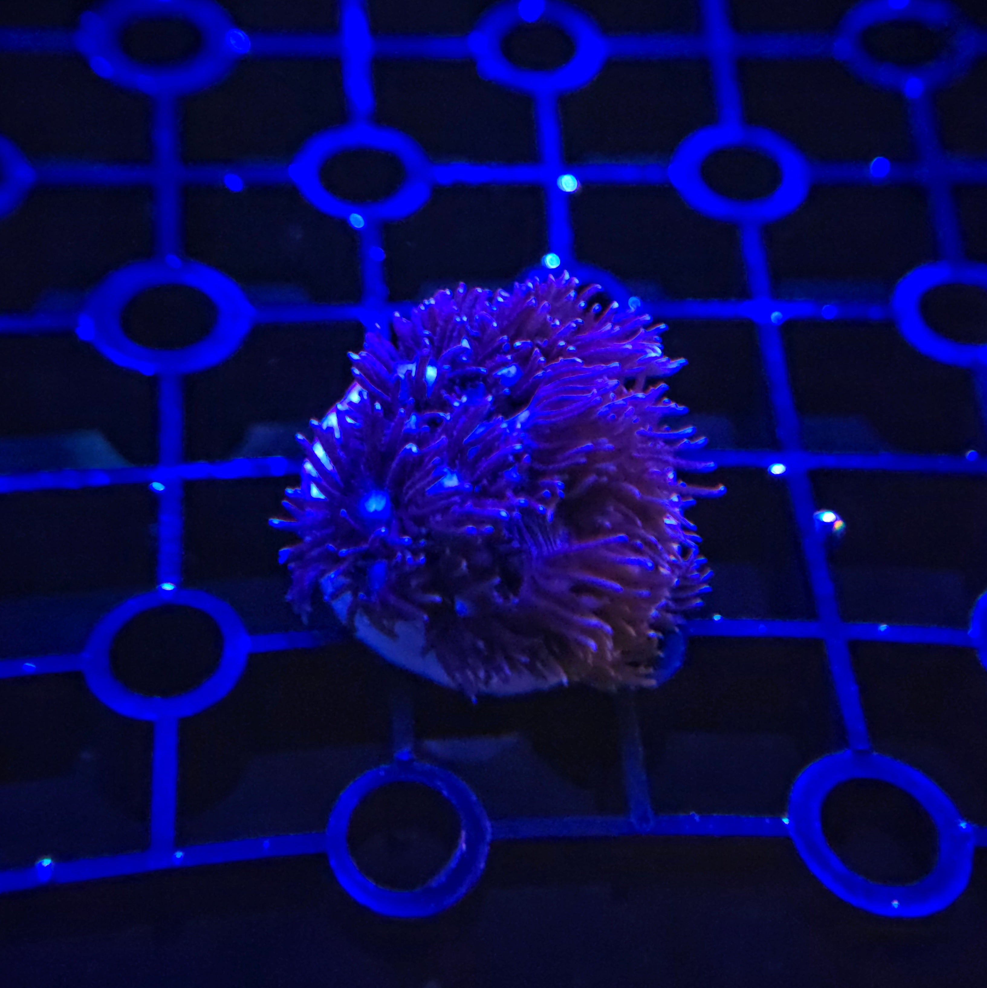 Blue Eyed Purple Goniopora