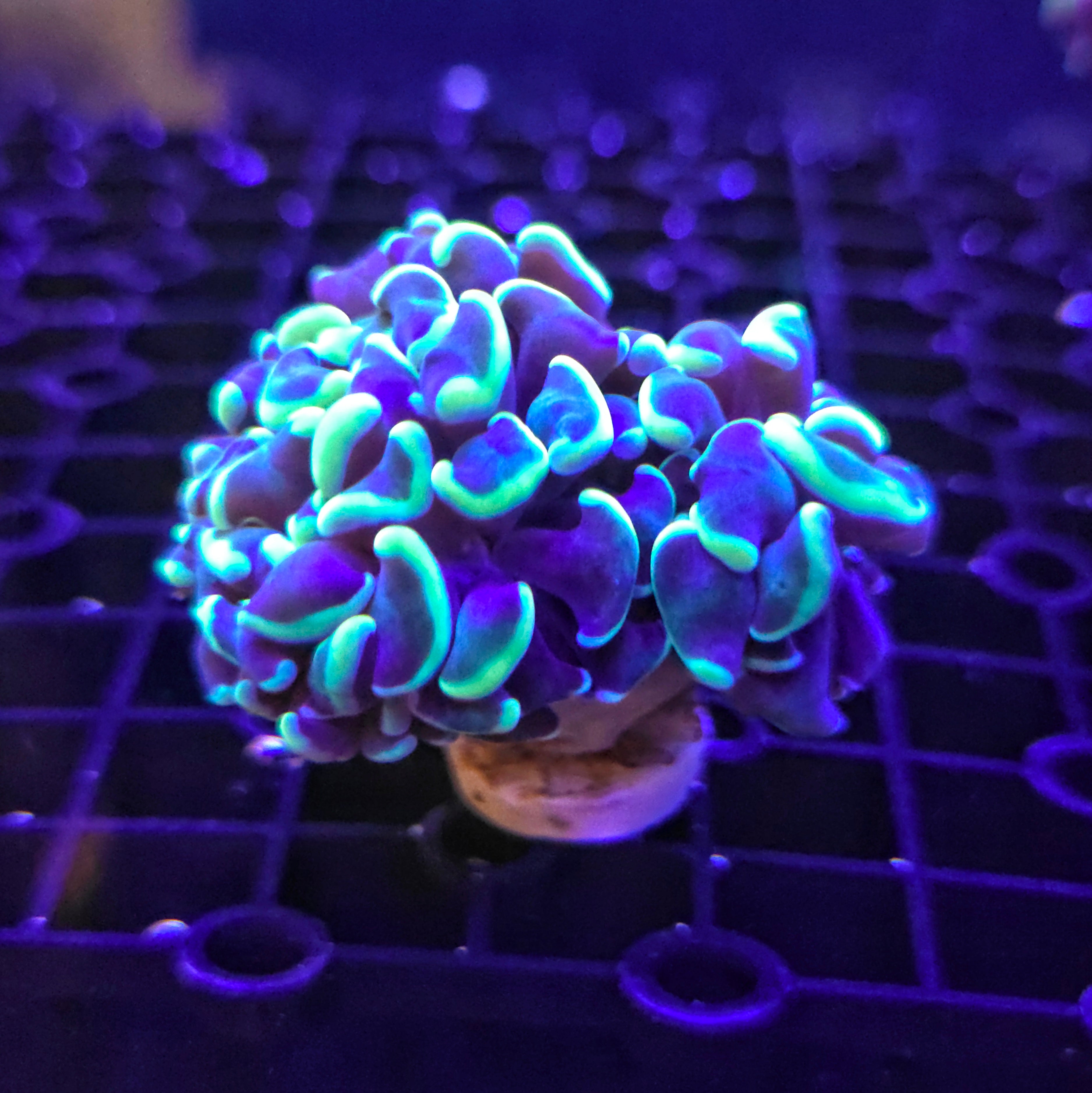 Aqua Green Gold Hammer