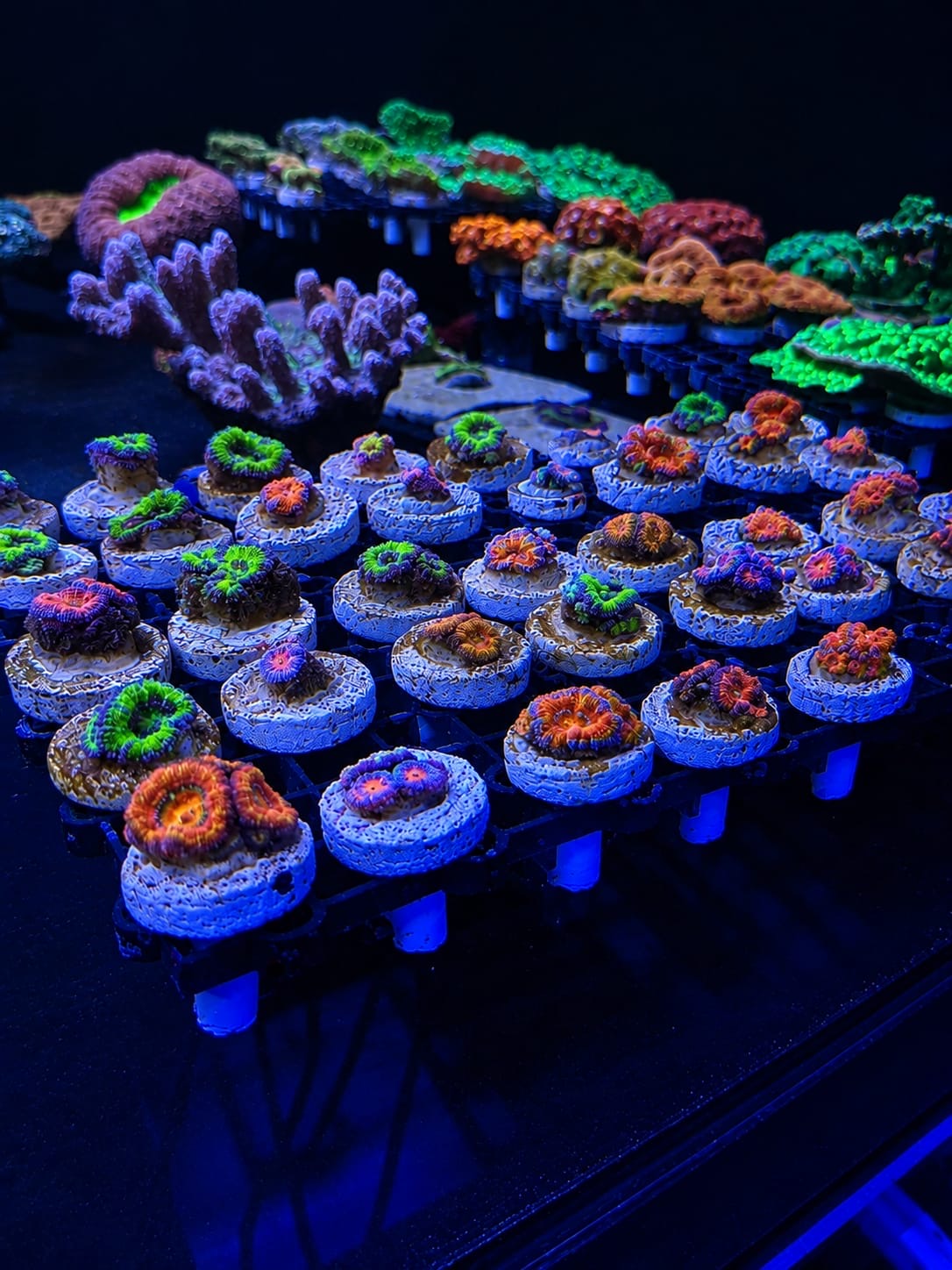 ReefGro coral frags under aquaculture lighting